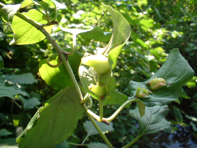 Galla: Craneiobia corni